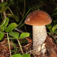 Подберезовики