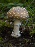 Мухомор пантерный