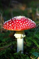 Мухомор красный